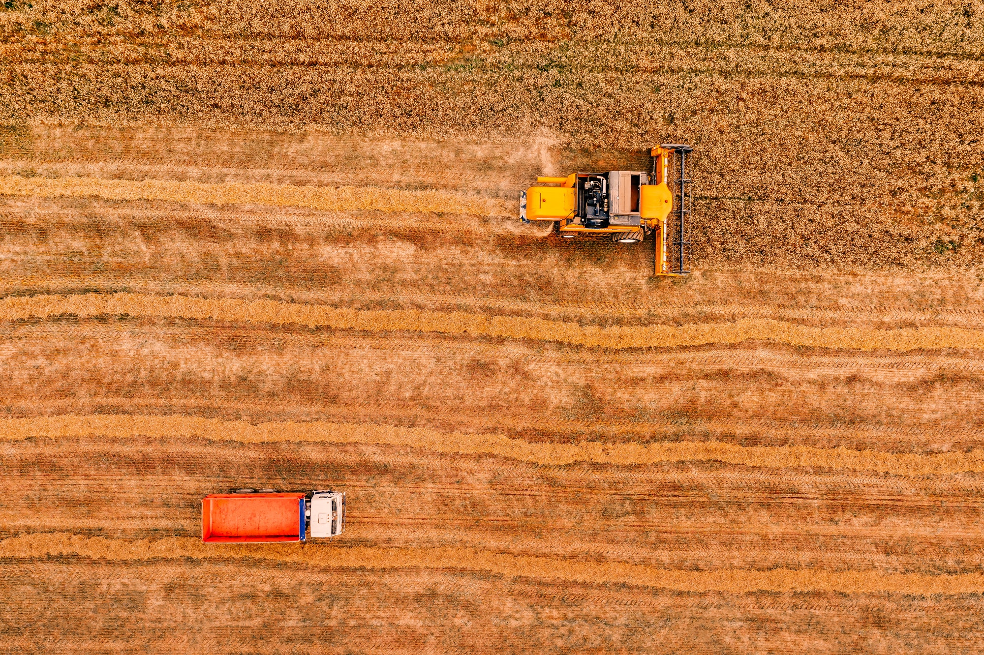 Aerial view of the combine harvester agriculture machine working on ripe wheat field.